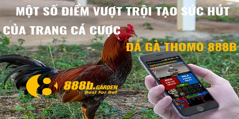 Một số điểm vượt trội tạo sức hút của trang cá cược đá gà Thomo 888B