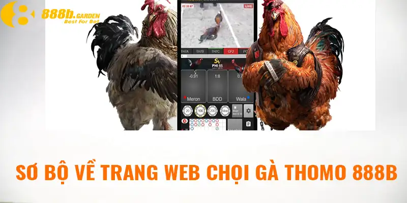 Sơ bộ về trang web chọi gà Thomo 888B