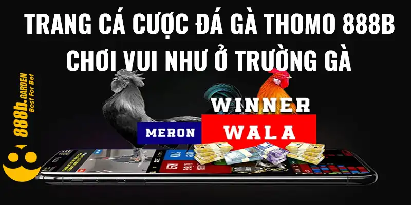 trang cá cược đá gà thomo 888b