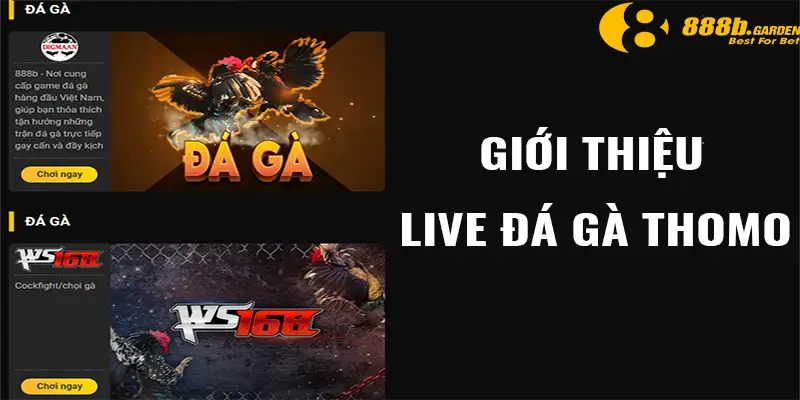 Giới thiệu về live đá gà thomo